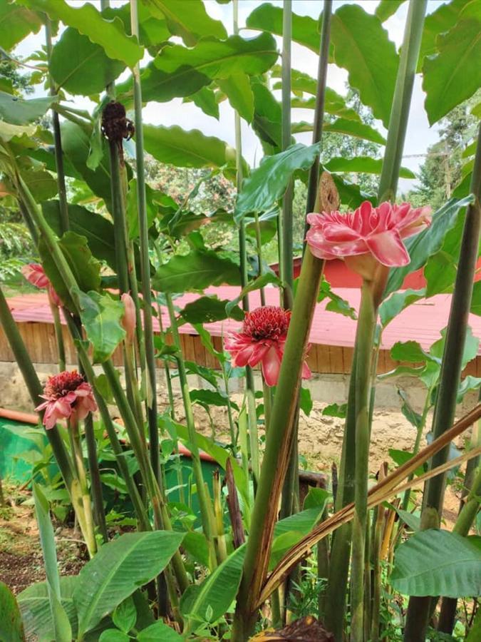 Guest House Quinta Natural Bangalots Graca Luaran gambar