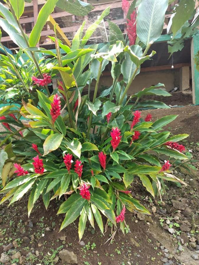 Guest House Quinta Natural Bangalots Graca Luaran gambar